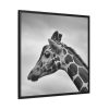 Black-and-White Photo of a Giraffe's Head Framed Canvas