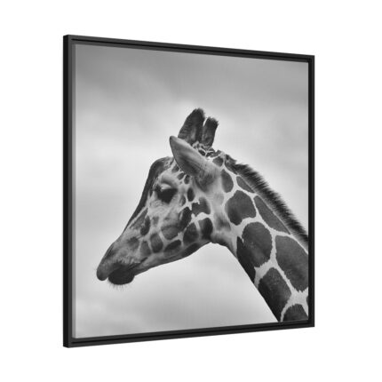 Black-and-White Photo of a Giraffe's Head Framed Canvas