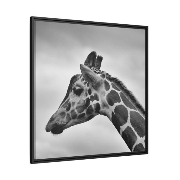 Black-and-White Photo of a Giraffe's Head Framed Canvas