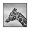 Black-and-White Photo of a Giraffe's Head Framed Canvas