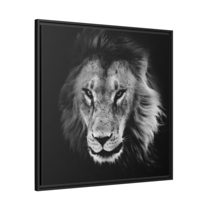 Barbary Lion Face Closeup Framed Canvas