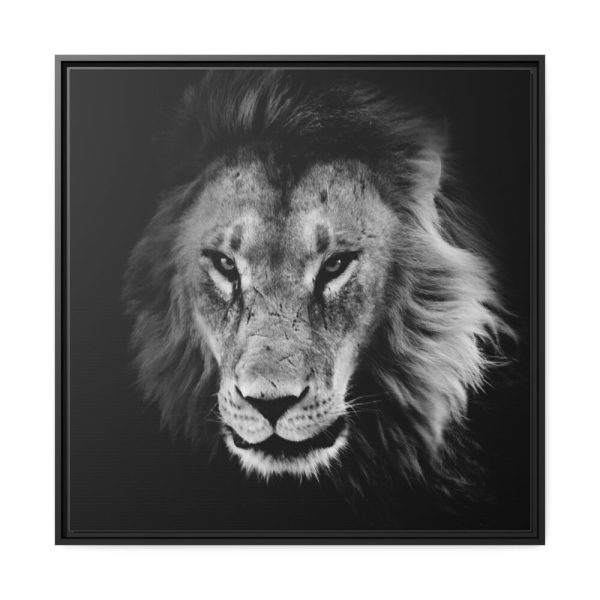 Barbary Lion Face Closeup Framed Canvas