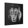 Lions in the Grass Framed Canvas
