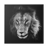 Lions in the Grass Framed Canvas