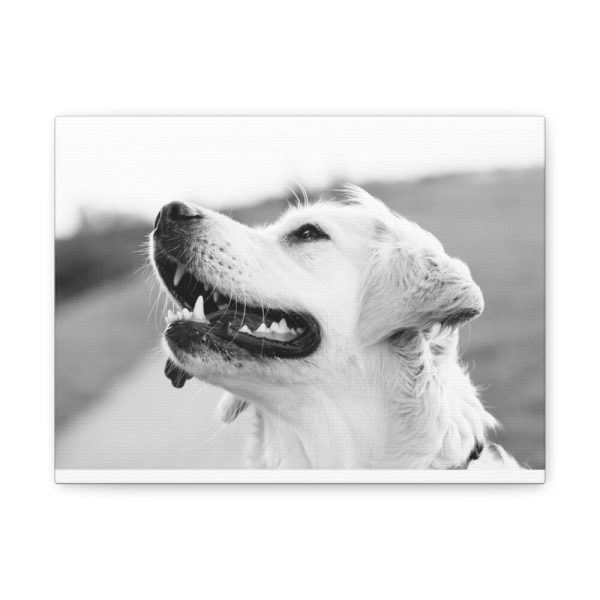 91624-25.jpg Labrador Retriever Dog in Black and White Standard Canvas