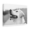 91624-26.jpg Labrador Retriever Dog in Black and White Standard Canvas
