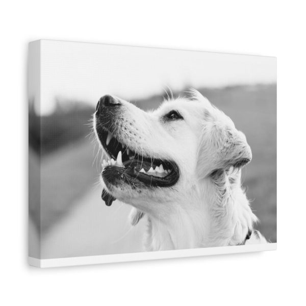 91624-26.jpg Labrador Retriever Dog in Black and White Standard Canvas