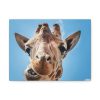 An Up-Close Look at a Giraffe at the Gladys Porter Zoo Standard Canvas