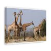 91624-36.jpg Free Giraffes in the Wild Standard Canvas