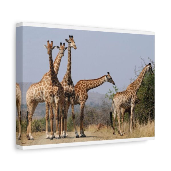 91624-36.jpg Free Giraffes in the Wild Standard Canvas