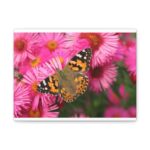 Butterfly on Pink Flower Standard Canvas - Image 6