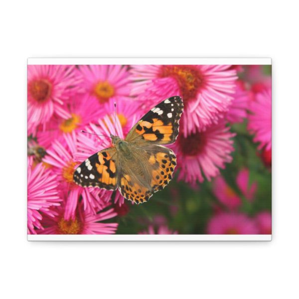 91624-40.jpg Butterfly on Pink Flower Standard Canvas