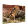 91638-100.jpg Lion South Africa Standard Canvas