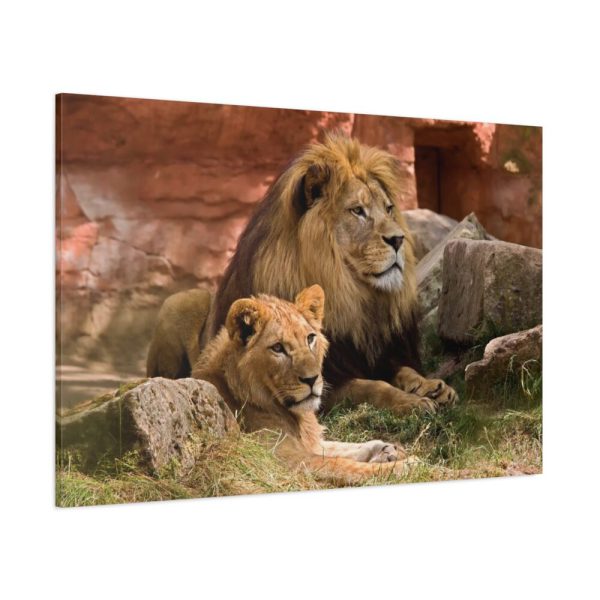 91638-100.jpg Lion South Africa Standard Canvas