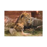 Lion South Africa Standard Canvas - Image 2