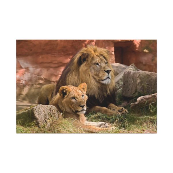 91638-101.jpg Lion South Africa Standard Canvas