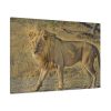 91638-115.jpg Lion Wild Cat Standard Canvas