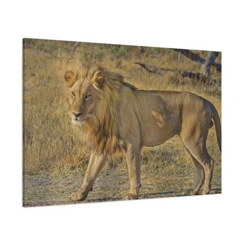 91638-115.jpg Lion Wild Cat Standard Canvas