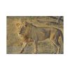 91638-116.jpg Lion Wild Cat Standard Canvas
