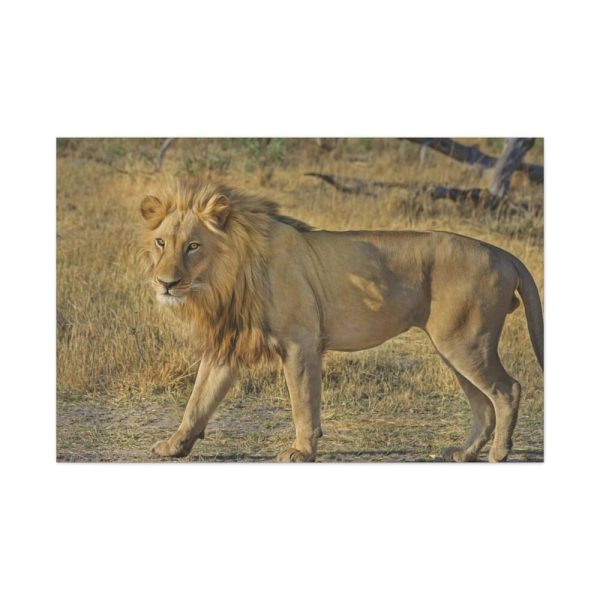 91638-116.jpg Lion Wild Cat Standard Canvas
