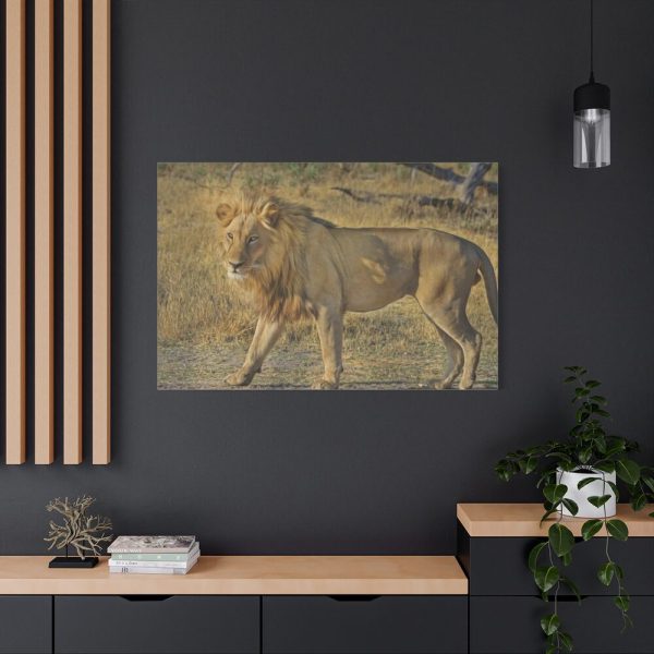 91638-118.jpg Lion Wild Cat Standard Canvas