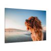 91638-195.jpg Brown Puppy on the Beach Standard Canvas