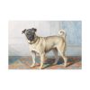 Portrait of Edwin Vom Rath’s Pug by Conradijn Cunaeus Standard Canvas