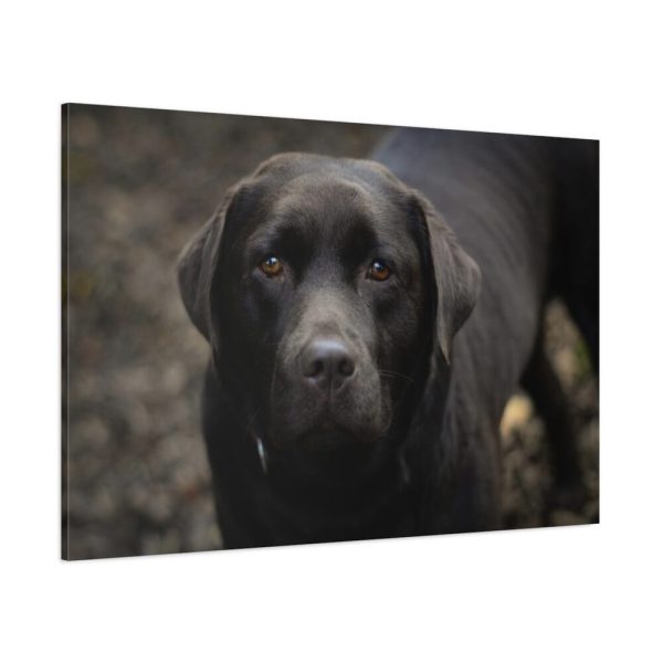 91638-335.jpg Black Labrador Retriever Standard Canvas