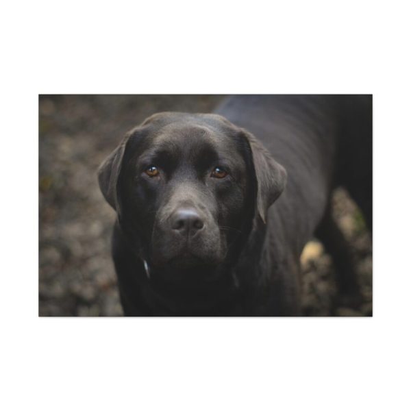 91638-336.jpg Black Labrador Retriever Standard Canvas