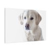 91638-355.jpg White Labrador Retriever Standard Canvas