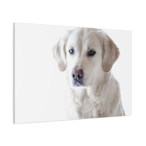White Labrador Retriever Standard Canvas