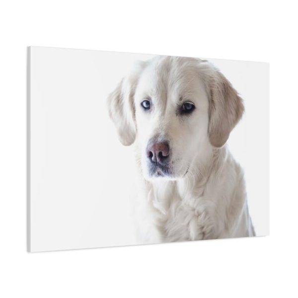 91638-355.jpg White Labrador Retriever Standard Canvas