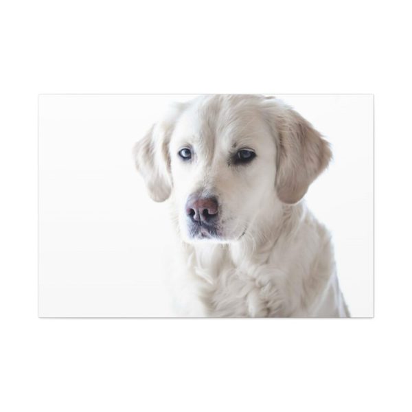 91638-356.jpg White Labrador Retriever Standard Canvas