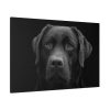 91638-365.jpg Black Dog Face Close Up Standard Canvas