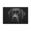 91638-366.jpg Black Dog Face Close Up Standard Canvas