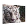 91638-430.jpg White Bengal Tiger Standard Canvas
