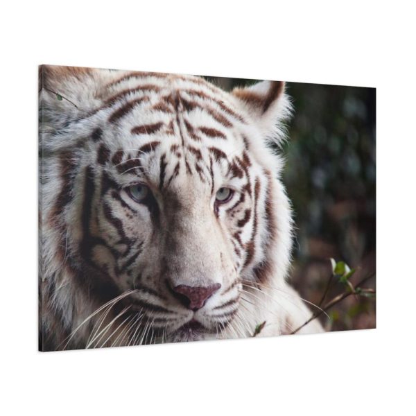 91638-430.jpg White Bengal Tiger Standard Canvas