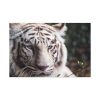 91638-431.jpg White Bengal Tiger Standard Canvas