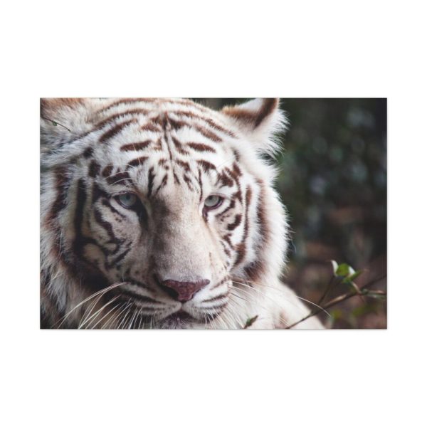 91638-431.jpg White Bengal Tiger Standard Canvas