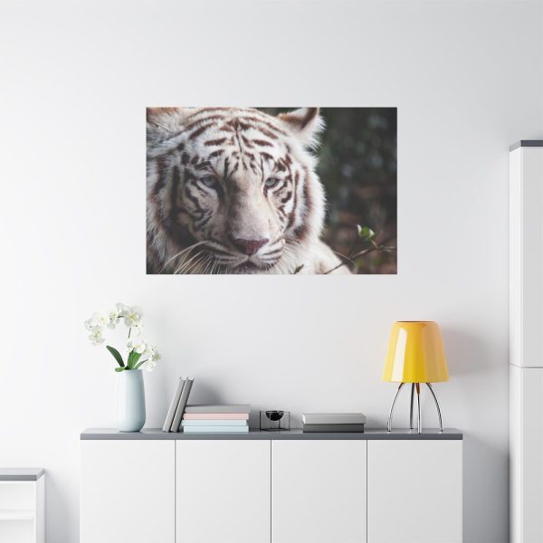 91638-432.jpg White Bengal Tiger Standard Canvas