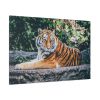91638-440.jpg Tiger Sitting on Rock Standard Canvas