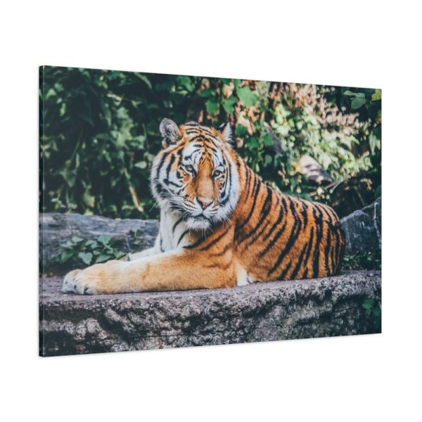 91638-440.jpg Tiger Sitting on Rock Standard Canvas
