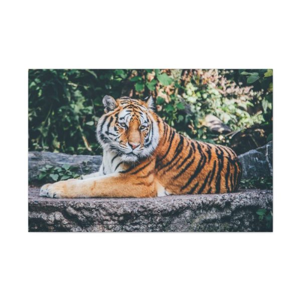 91638-441.jpg Tiger Sitting on Rock Standard Canvas