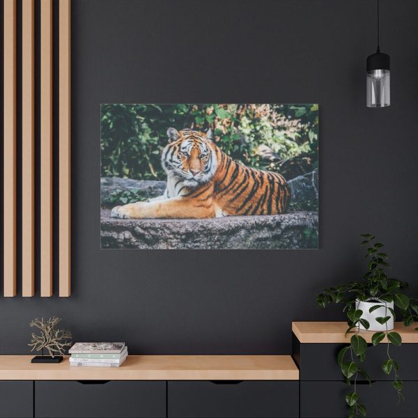 91638-443.jpg Tiger Sitting on Rock Standard Canvas