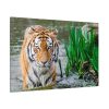 91638-445.jpg Tiger Walking Standard Canvas
