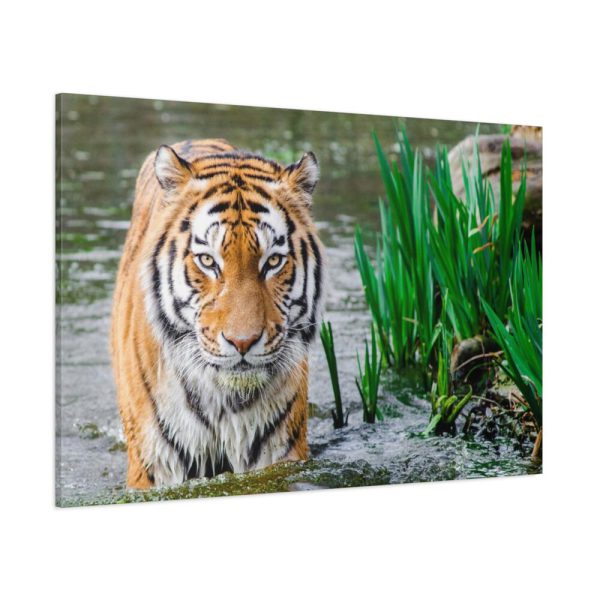91638-445.jpg Tiger Walking Standard Canvas