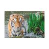 91638-446.jpg Tiger Walking Standard Canvas