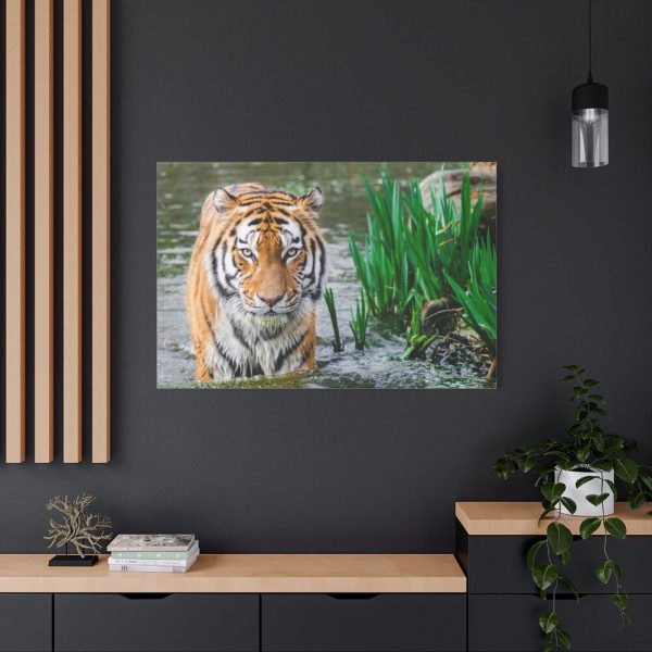 91638-448.jpg Tiger Walking Standard Canvas