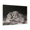 91638-470.jpg A Tyger Sleeping Cheeth by George Stubbs Standard Canvas