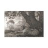 91638-486.jpg A Tyger by George Stubbs Standard Canvas